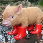 bennett howell🐷 - @albino_cookie - Instagram