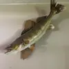 Ben - @bennettkerr7 - TikTok