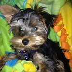 Bennett Larson - @yorkie_bennettalexander - Instagram