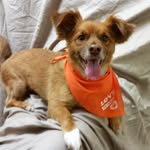 Bennett Emerson Dougherty - @littlebennettpup - Instagram