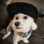 🐾Hi, I’m Bennett🐾 - @bennett_the_little_bichon - Instagram