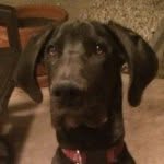 Bennett Martin - @bennett_the_vegasdane - Instagram