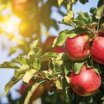 Janis Bennett Miller - @bennetts_orchard - Instagram