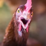 PecKer 🐓 - @peckerbennett - Instagram