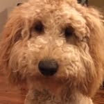 Bennett Phillips-Sorich - @bennettbps - Instagram