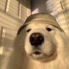 user7505430559001 - @bennettroachucpcot - TikTok