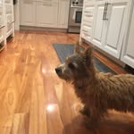 Bennett Schwartz - @luke_and_chloe_the_dogs - Instagram