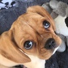 Simon Bennett - @taz_the_puppy - TikTok