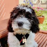 Bennett Wood - @mr.cockapoobennett - Instagram