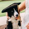 Bennett - @bennett_the_bordercollie - TikTok