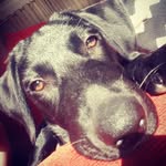 Bennie Bailey-Frost - @benniethedoggy - Instagram