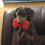Bennie Boone - @bennie.thedoberman - Instagram