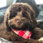Bennett - @bennieboothecockapoo - Instagram