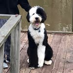 Bennett The Sheepadoodle - @bennieboothesheepadoo - Instagram