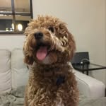 Bennie - @bennieboothedoodledoo - Instagram