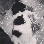 Bennie Boo - @bennieboothespoo - Instagram