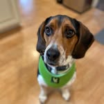 Bennie Boo - @bennieboothebeagle - Instagram