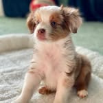 Bennie Boo - @bennieboo_theminiaussie - Instagram