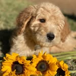 Bennie the Goldendoodle - @bennieboo_thegoldendood - Instagram