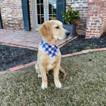 Benny Calhoun - @beignet_goldenboy - Instagram
