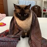 Bennie Diablo Cunningham - @hauscatbennie - Instagram