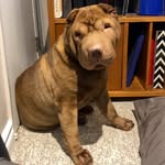 @bennie_shar_pei - Instagram