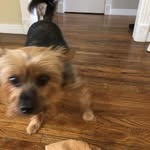 Benny Wallace - @benny_theyorkie2009 - Instagram