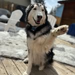 Benny Abbott - @benny_the_alusky - Instagram