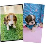 Bailey & Benny🐾 - @bailey_bff_benny - Instagram
