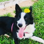 Bailey & Benny - @bailey_and_benny - Instagram