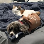 Barkley • Benny • Bailey - @barkleybennynbailey - Instagram
