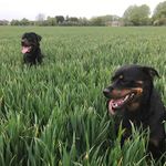 Benny & Bailey - @rottweiler_madness - Instagram