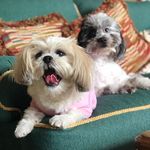 Benny & Bailey - @bennylovesbailey - Instagram