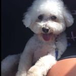 Benny & Bailey - @bennyvines7 - Instagram