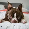 Benny & Bailey - @benny.and.bailey - TikTok
