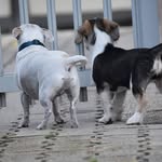 Benny & Bailey - @benny2009_bailey2019 - Instagram
