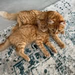 Benny & Bailey - @gingerkittyduo - Instagram