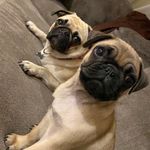 Benny & Bailey - @benny.and.bailey - Instagram