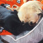 Benny & Bailey - @bennyandbaileyspuglife - Instagram