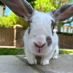 Benny & Bailey & Bernie - @_bunnybunch_ - Instagram