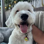 Benny and Bailey - @bennyboo.baileytoo - Instagram