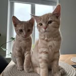 Benny and Bailey - @bennyandbailey_ - Instagram