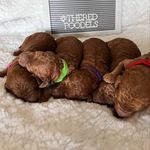 Benny, Bailey, & Odie - @theredpoodles - Instagram