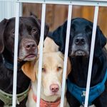 Benny, Bailey and Lucy 🐾 - @taleofthreelabs_ - Instagram