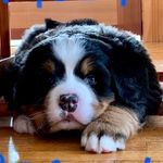 Benny, Bailey, Bosley - @bernese_bsquad - Instagram