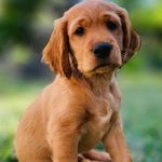 Benny Teddy Bailey - @californiadogsofficial - Instagram
