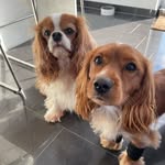 Jasmin - @benny_bailey_spaniels - Instagram