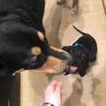 The Wolf Pack - @bailey_benny_boone_chronicles - Instagram