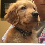 Benny & Baker - @bennyandbaker_thegoldenboys - Instagram