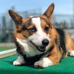 bennybaker_thecorgi - @bennybaker_thecorgi - Instagram